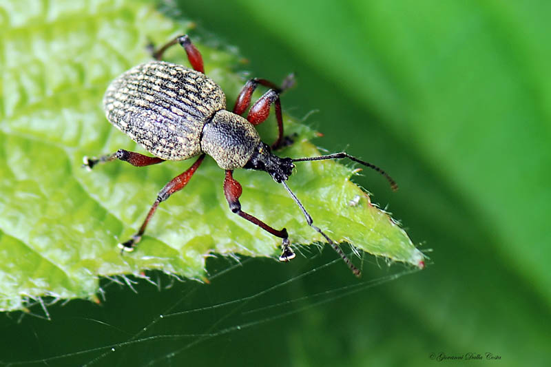 due identificazioni dalle Prealpi Vicentine